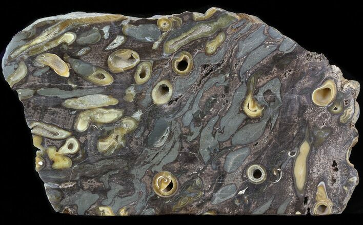 Polished Fossil Teredo (Shipworm Bored) Wood - England #40357